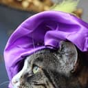 Tabitha