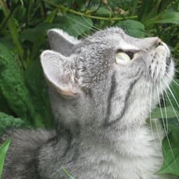 José