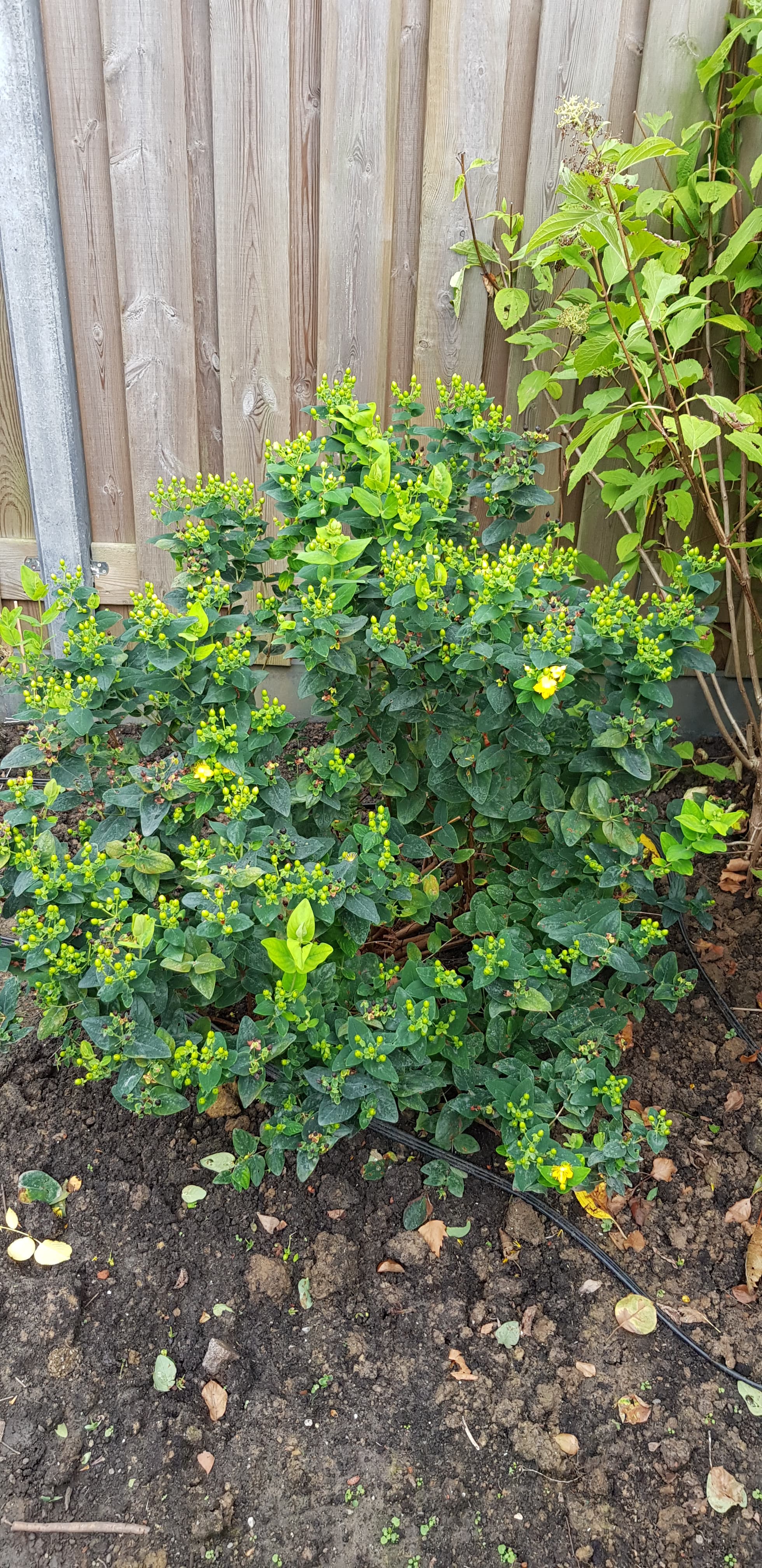 planten en struikjes