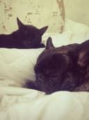 Lisa